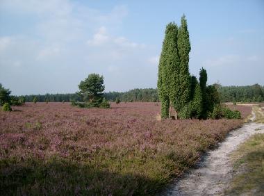 Casa de vacaciones en Lutterloh (L�neburger Heide)Casa de vacaciones