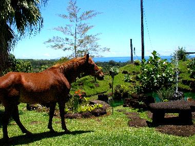 Cama y desayuno en Hilo (Hawaii)Casa de vacaciones
