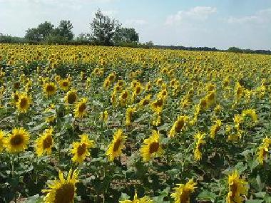 Casa de vacaciones en Nr.Saumur (Vend�e)Casa de vacaciones