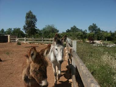 Apartamento de vacaciones en Llucmajor (Mallorca)Casa de vacaciones