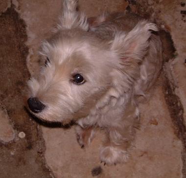 Apartamento de vacaciones en Chef-Boutonne (Deux-Svres)Casa de vacaciones