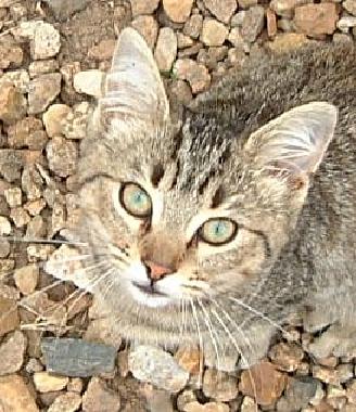 Apartamento de vacaciones en Chef-Boutonne (Deux-Svres)Casa de vacaciones