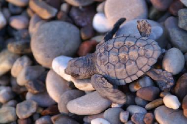 Apartamento de vacaciones en Cirali (Antalya)Casa de vacaciones