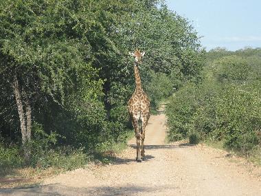 Casa de vacaciones en Marloth Park (Mpumalanga)Casa de vacaciones