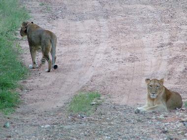 Casa de vacaciones en Marloth Park (Mpumalanga)Casa de vacaciones