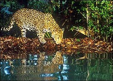 Apartamento de vacaciones en Placencia (Stann Creek)Casa de vacaciones