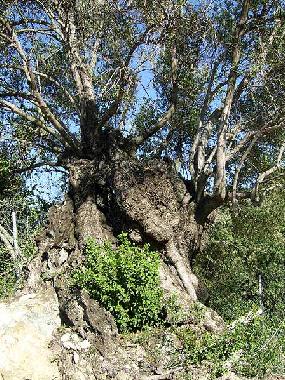 Apartamento de vacaciones en Ratzakli (Kefallinia)Casa de vacaciones