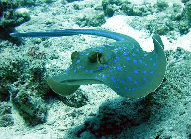 Apartamento de vacaciones en Hurghada (Al Bahr al Ahmar)Casa de vacaciones