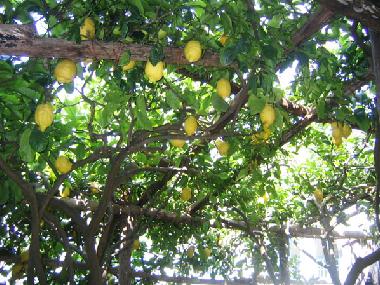 Apartamento de vacaciones en maiori (Salerno)Casa de vacaciones