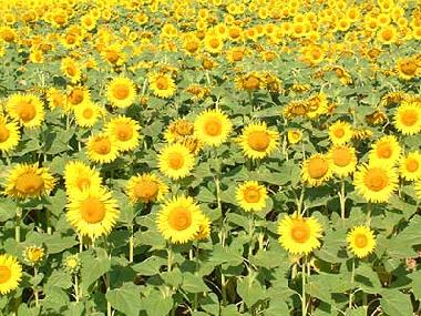 Cama y desayuno en Saint-Clar (Gers)Casa de vacaciones