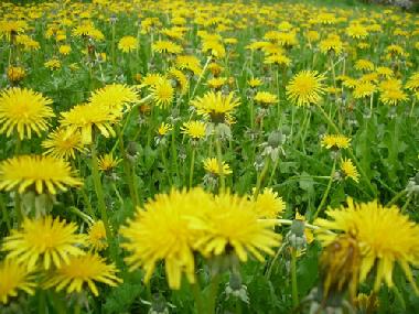 Casa de vacaciones en Issor (Pyrnes-Atlantiques)Casa de vacaciones