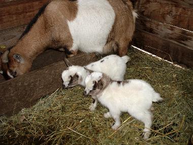 Casa de vacaciones en reggello (Firenze)Casa de vacaciones