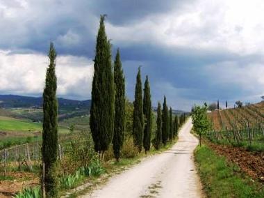 Cama y desayuno en Castellina in chianti (Siena)Casa de vacaciones