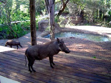 Casa de vacaciones en Marloth Park (Mpumalanga)Casa de vacaciones