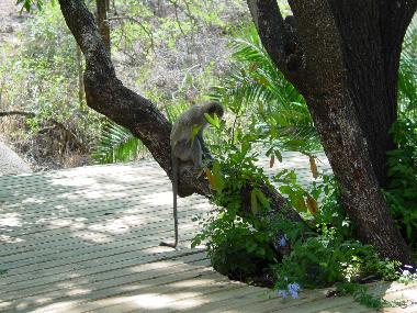 Casa de vacaciones en Marloth Park (Mpumalanga)Casa de vacaciones