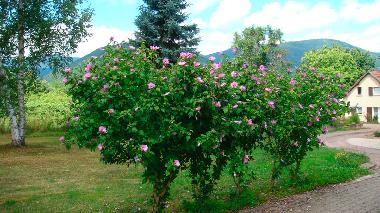 Casa de vacaciones en NIEDERHASLACH (Bas-Rhin)Casa de vacaciones