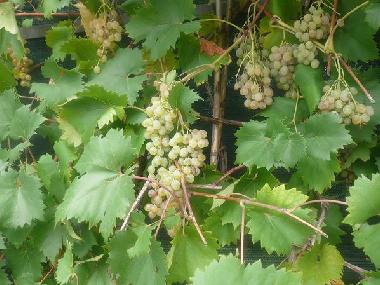 Apartamento de vacaciones en Umag (Istarska)Casa de vacaciones