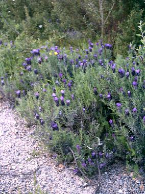 Casa de vacaciones en Budoni-Strugas (Nuoro)Casa de vacaciones