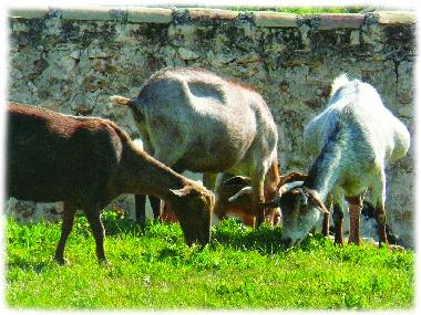 Cama y desayuno en CASTRIL de la Pena (Granada)Casa de vacaciones