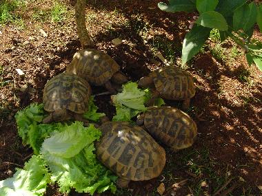 Apartamento de vacaciones en Banjole-Medulin-Pula-Istrien-Kroatien (Istarska)Casa de vacaciones