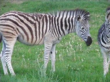 Cama y desayuno en Oudtshoorn (Western Cape)Casa de vacaciones
