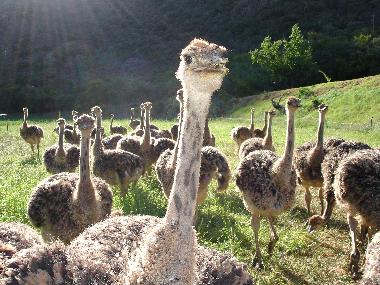 Cama y desayuno en Oudtshoorn (Western Cape)Casa de vacaciones