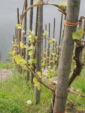 Apartamento de vacaciones en Piesport (Mosel - Saar)Casa de vacaciones