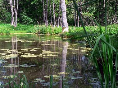 Cama y desayuno en Jeleniewo (Podlaskie)Casa de vacaciones