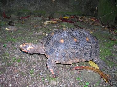 Chalet en Bouillante (Guadeloupe)Casa de vacaciones