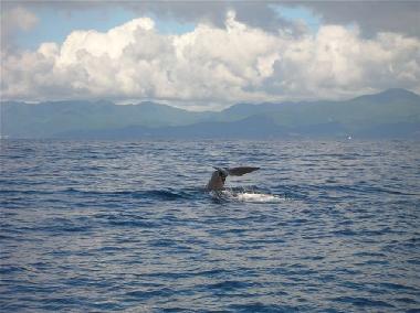Chalet en Bouillante (Guadeloupe)Casa de vacaciones