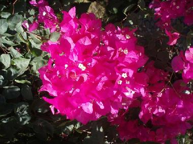 Apartamento de vacaciones en Hurghada (Al Bahr al Ahmar)Casa de vacaciones
