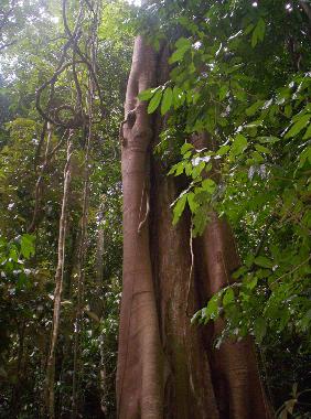 Chalet en Yungaburra (Queensland)Casa de vacaciones