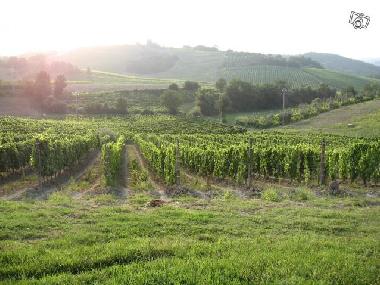 Casa de vacaciones en Borgo Chianti (Firenze)Casa de vacaciones