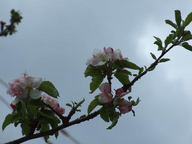 Apartamento de vacaciones en Campo (Huesca)Casa de vacaciones