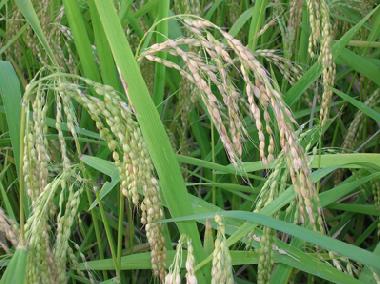 Casa de vacaciones en Manuksesa (Bali)Casa de vacaciones