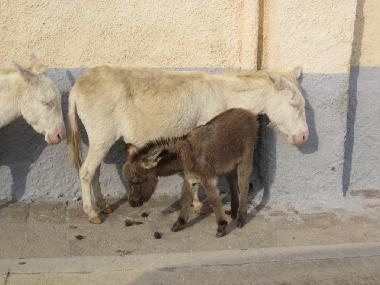 Casa de vacaciones en Trinit d
