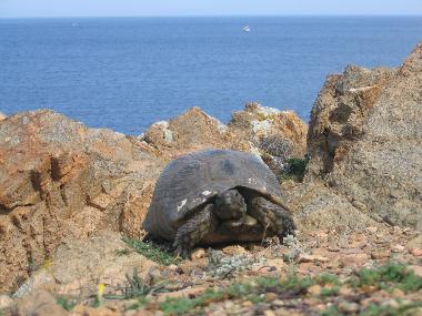 Casa de vacaciones en Trinit d