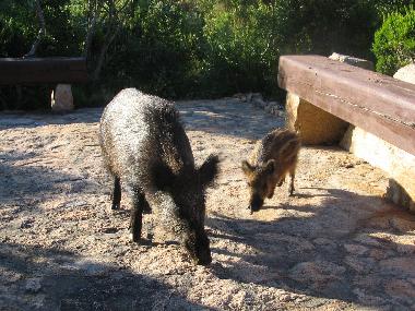 Casa de vacaciones en Trinit d