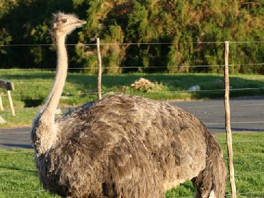 Cama y desayuno en Cape Town (Western Cape)Casa de vacaciones