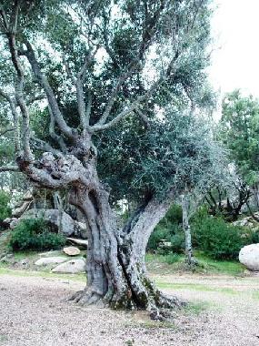 Casa de vacaciones en Baja Sardinia  (Sassari)Casa de vacaciones