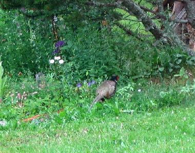 Chalet en Jokela (Etela-Suomen Laani)Casa de vacaciones