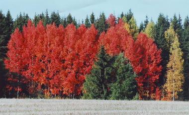 Chalet en Jokela (Etela-Suomen Laani)Casa de vacaciones