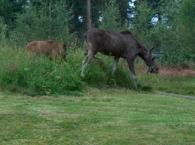 Cama y desayuno en Havdal (Sor-Trondelag)Casa de vacaciones
