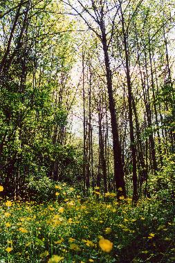 Chalet en viterbo (Viterbo)Casa de vacaciones