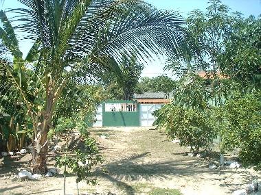 Patio con arboles tropicales