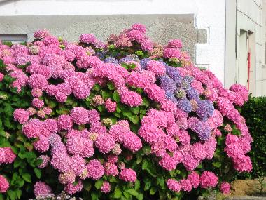 Casa de vacaciones en pleumeur bodou (Ctes-d