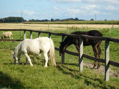 Apartamento de vacaciones en Krummh�rn (Nordsee-Festland / Ostfriesland)Casa de vacaciones