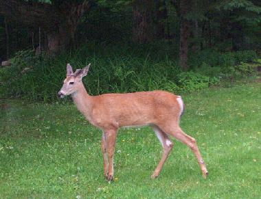 Casa de vacaciones en Lauragh (Kerry)Casa de vacaciones