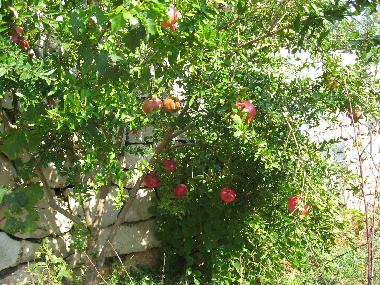 Apartamento de vacaciones en Zavala (Splitsko-Dalmatinska)Casa de vacaciones
