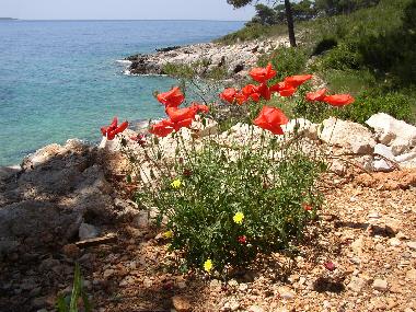Apartamento de vacaciones en Zavala (Splitsko-Dalmatinska)Casa de vacaciones